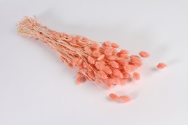 x503ab Light pink dried phalaris H65cm