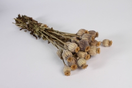 x504ab Natural dried poppy H55cm