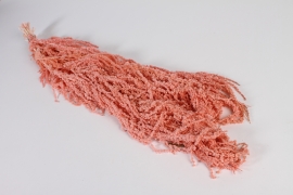 x506ab Light pink preserved amaranthus caudatus L100cm