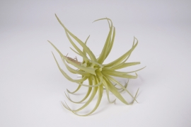 x631jp Light green artificial tillandsia H21cm