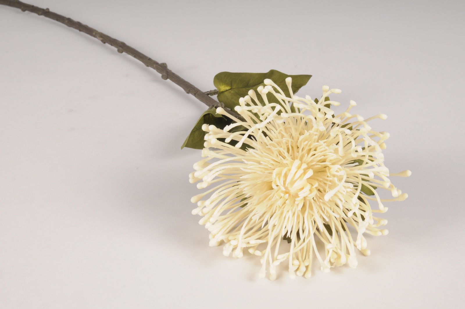 Cream artificial protea H70cm