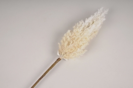 x762jp White artificial gynerium H92cm