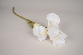 x766di Iris artificiel blanc H79cm