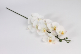 x809di White artificial orchid H109cm
