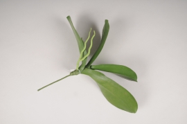 x813mi Feuilles de phalaenopsis artificielles vertes H35cm