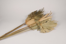x909mi Natural dried palm spear H125cm