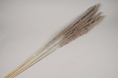 x920miNatural dried gyneriums H150cm