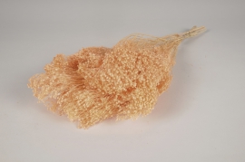 x926mi Light orange dried broom bloom H56cm