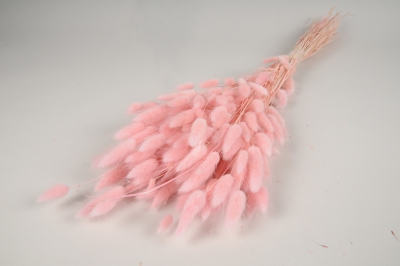 x936mi Lagurus s�ch� rose p�le H70cm