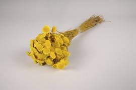 x937mi Yellow natural dried daisy H52cm 