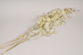 x941mi Natural dried lunaria H113cm