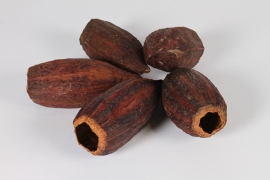 x947mi Natural dried cocoa pods D6cm H15cm