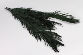 x948mi Dark green preserved cycas H100cm