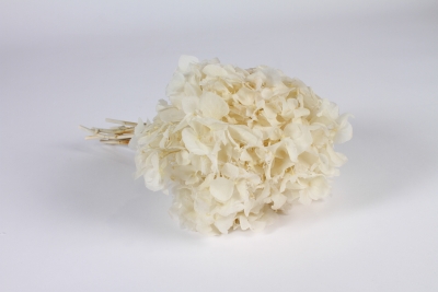 x952mi White preserved hydrangea H32cm