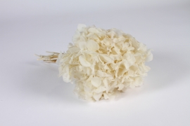 x952mi White preserved hydrangea H32cm