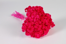 x953mi Fuchsia dried strawflower H38cm