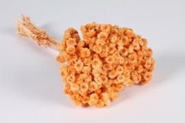 x954mi Orange dried strawflower H34cm