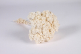 x955mi White dried strawflower H34cm