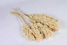 x956mi Cream dried Sorgho H73cm