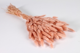 x957mi Old pink dried lagurus H78cm