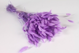 x958mi Light purple dried lagurus H78cm