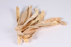 x961mi White dried Inga edulis shell 