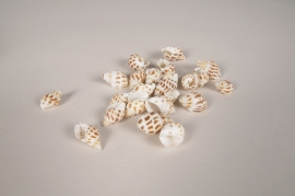 x979wg Coquillages babylonia blanc et beige 3cm 