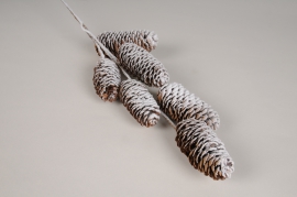 xx22ka Snow covered pine cone H65cm